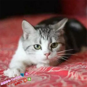 出售美短加白纯种家养美国短毛猫标斑幼猫宠物猫美短起司猫活体g