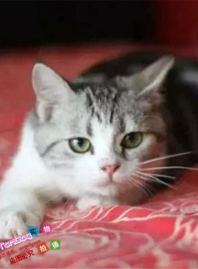 出售美短加白纯种家养美国短毛猫标斑幼猫宠物猫美短起司猫活体g