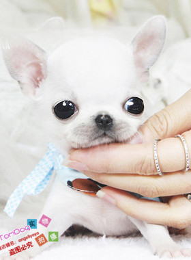 茶杯吉娃娃吉娃娃幼犬纯种吉娃娃纯苹果头吉娃娃幼犬L016g