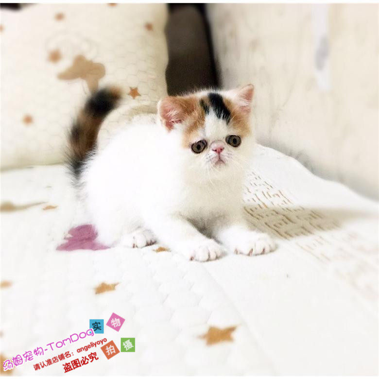 纯种赛级加菲猫幼猫宠物猫咪异国短毛猫幼猫活体三花梵妹妹g,宠物/宠物食品及用品,猫咪,淘宝优惠券,粉丝福利购,淘宝优惠卷