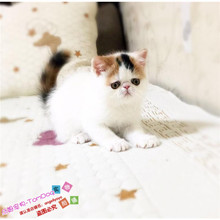 纯种赛级加菲猫幼猫妹妹异国短毛猫1