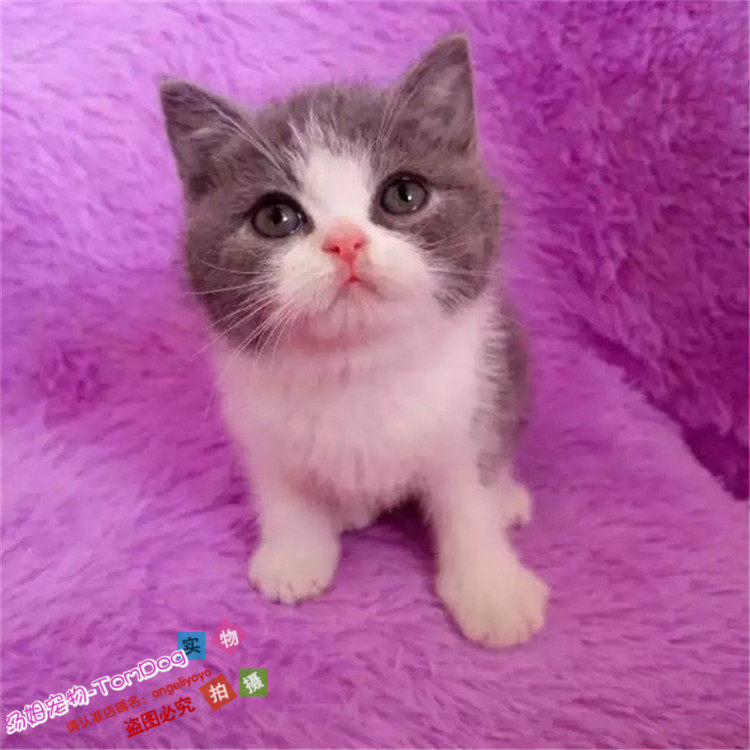 英国短毛猫纯种猫蓝白八字脸蓝猫立耳折耳猫英短蓝白活体幼猫g