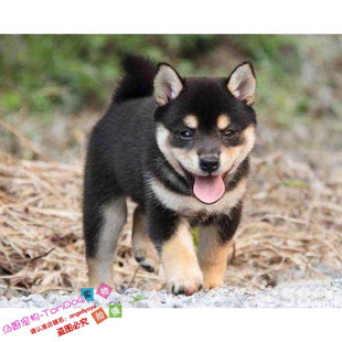 纯种赛级黑色日系柴犬幼犬活体狗狗三色豆柴幼犬看家护院伴侣犬g