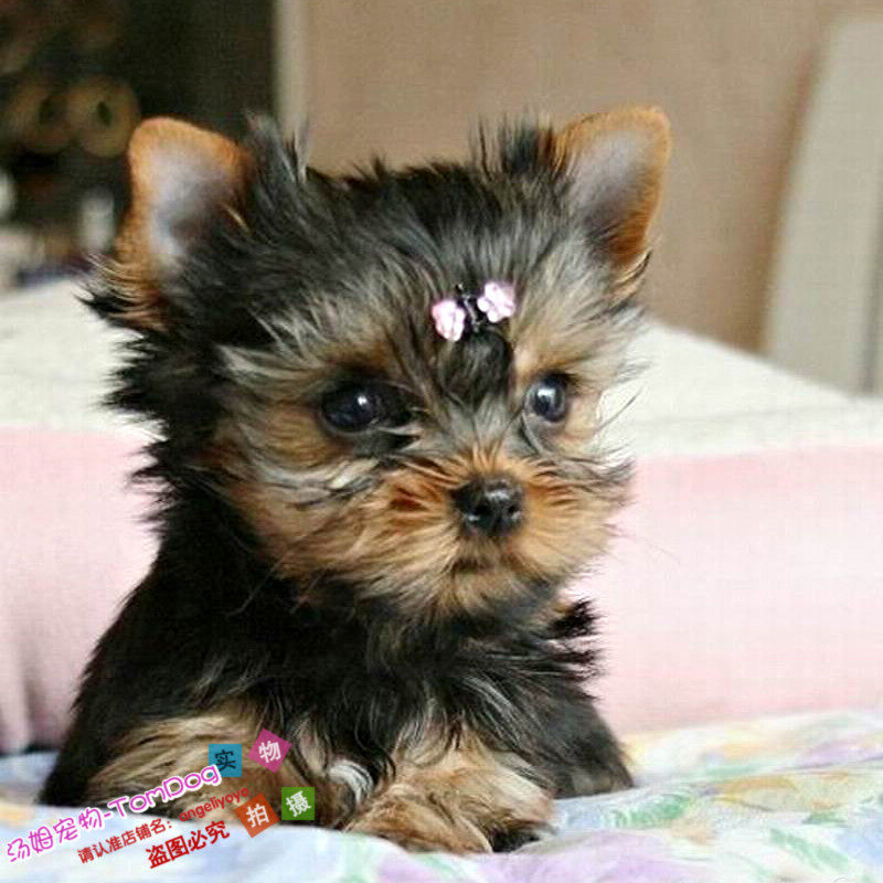 小型犬约克夏狗狗乖巧约克夏纯种幼犬长不大茶杯犬金头钢背活体g