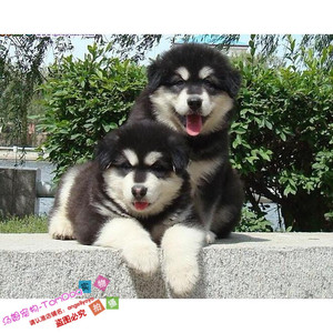 纯种活体巨型阿拉斯加雪橇犬幼犬烟灰色桃脸熊版巨大阿拉斯加80g