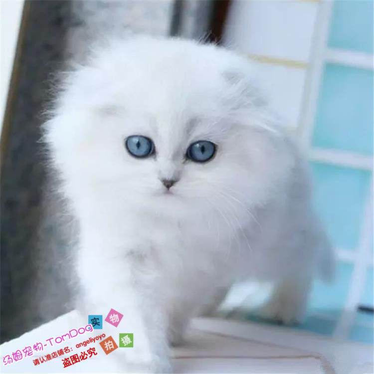 出售金吉拉幼猫纯种家养活体宠物猫长毛猫银渐层包健康血统纯正g,宠物/宠物食品及用品,猫咪,淘宝优惠券,粉丝福利购,淘宝优惠卷