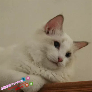 纯种美国布偶猫萌宠海双蓝眼长毛猫幼猫宠物猫咪活体双色布偶y