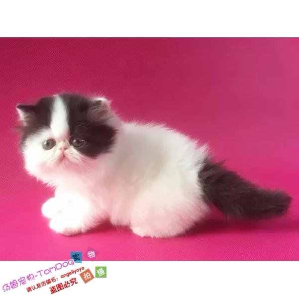 赛级加菲猫宠物猫咪异国短毛猫家养纯种幼猫活体黑白长毛弟弟g