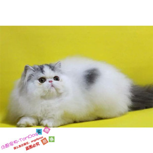 赛级繁育加菲猫异国短毛猫纯种宠物猫加菲幼猫活体波斯猫长毛猫g