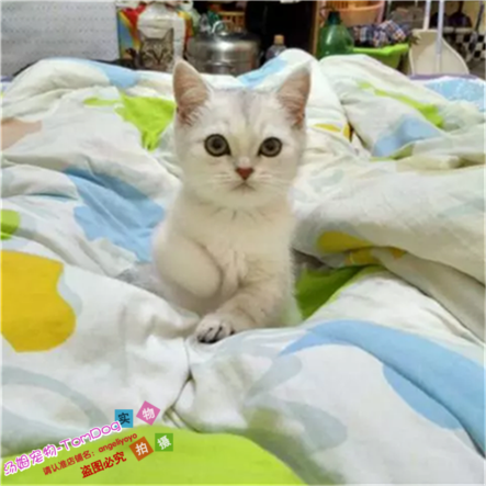 赛级繁育纯种猫英国短毛猫幼猫家养宠物猫英短银渐层幼猫活体g