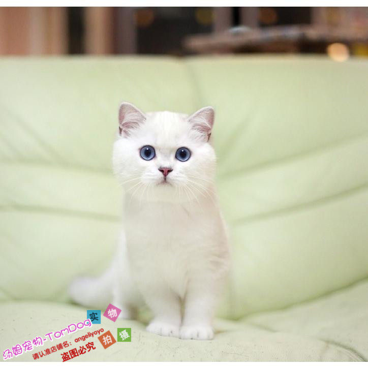 上海猫舍赛级英短银渐层幼猫英国短毛猫纯种渐层英短家养宠物猫g,宠物/宠物食品及用品,猫咪,淘宝优惠券,粉丝福利购,淘宝优惠卷
