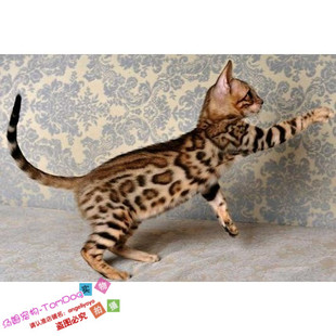 孟加拉豹猫幼猫纯种豹猫幼猫豹猫幼猫活体空心大玫瑰大理石纹g