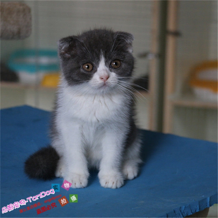 出售英短蓝白猫宠物猫纯种英国短毛猫幼猫英短蓝白立耳折耳活体g,宠物/宠物食品及用品,猫咪,淘宝优惠券,粉丝福利购,淘宝优惠卷