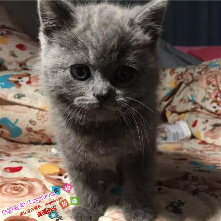 出售纯种蓝猫英国短毛猫幼猫活体宠物猫英短立耳猫g,宠物/宠物食品及用品,猫咪,淘宝优惠券,粉丝福利购,淘宝优惠卷