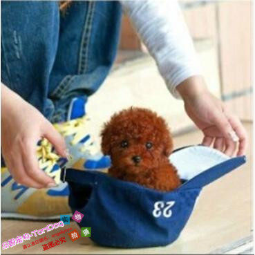 家养纯种红泰迪幼犬茶杯长不大的泰迪狗玩具型迷你赛级贵宾57g