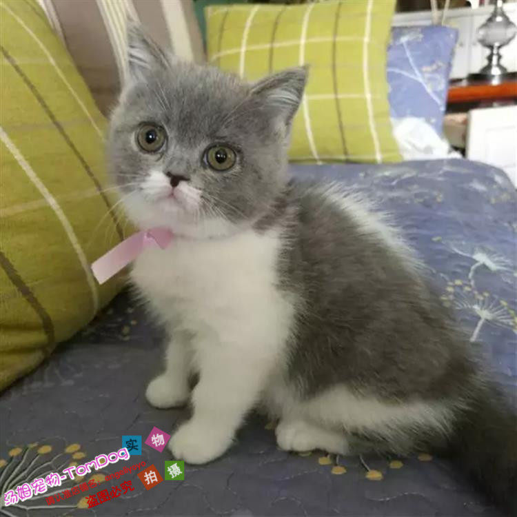 纯种英国短毛猫蓝白英短正八蓝白宠物猫咪活体家养可爱小萌宠g,宠物/宠物食品及用品,猫咪,淘宝优惠券,粉丝福利购,淘宝优惠卷