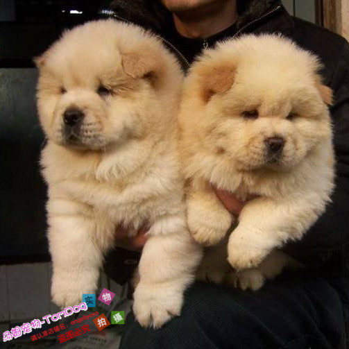 家养赛级活体大头肉嘴黄色松狮幼犬个个憨厚可爱宠物狗g