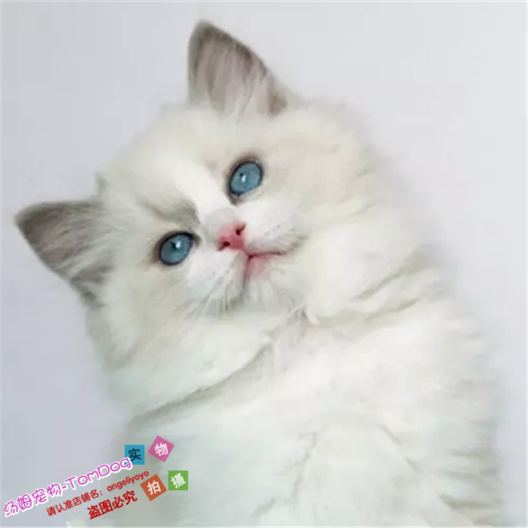 上海猫舍海豹布偶猫纯种蓝双色山猫宠物猫活体布偶猫幼猫活体e