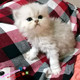 出售金吉拉宠物猫纯种活体银渐层蓝眼幼猫长毛猫金吉拉幼猫 包邮