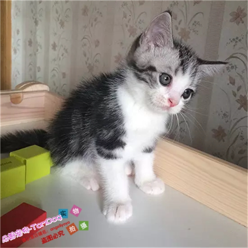 美国短毛猫纯种美短加白起司猫活体美短折耳幼猫立耳美短加白e