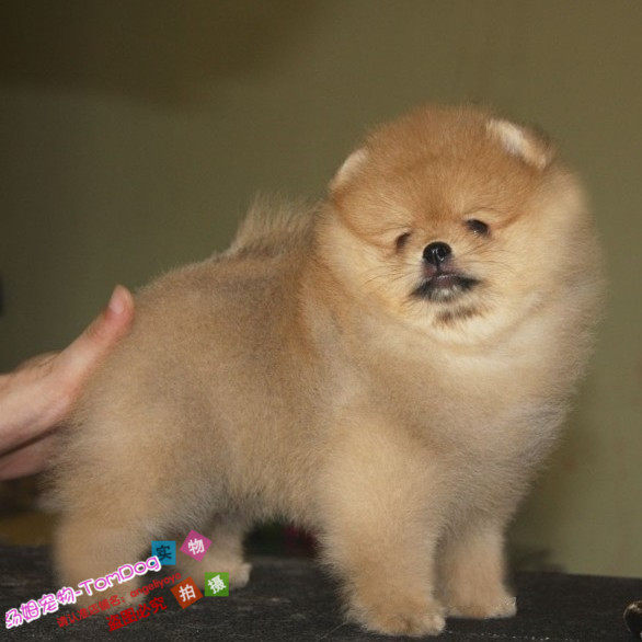 赛级大毛量黄博美犬纯种球体哈多利幼犬活体宠物狗狗血统纯正g