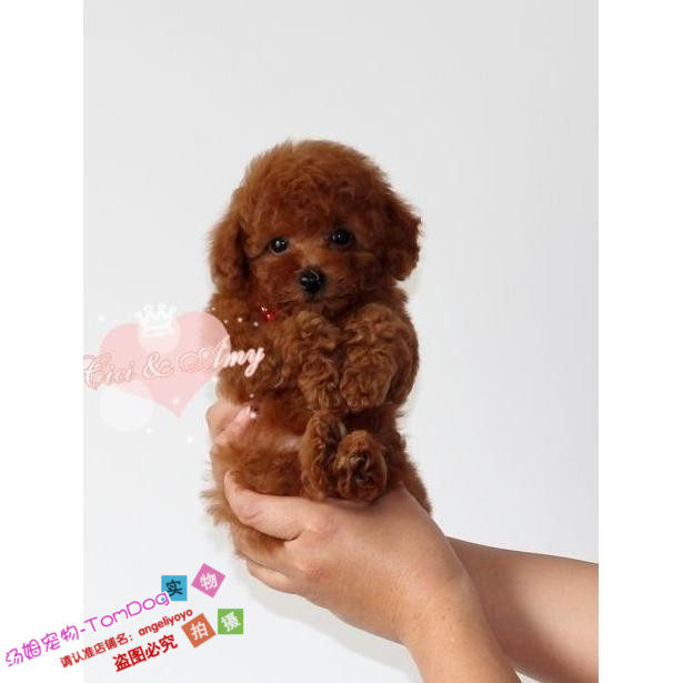 茶杯双血统玩具红泰迪幼犬活体宠物狗上门当面选包邮家养泰迪熊y|ruв категории животное/Животное питание и принадлежностей, собака - от Buy2taobao.com для оказания профессиональной услуги покупки агента Taobao