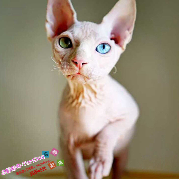 出售纯种加拿大无毛猫幼猫斯芬克斯猫白皮鸳鸯眼无毛猫活体幼猫g