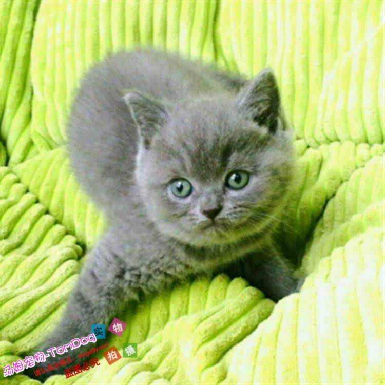 出售宠物猫咪活体蓝猫幼猫英国短毛猫纯种英短蓝猫幼仔家猫种苗g