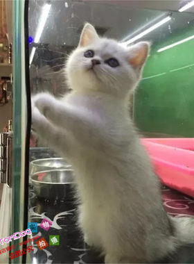 纯种渐层立耳幼崽出售英国短毛猫