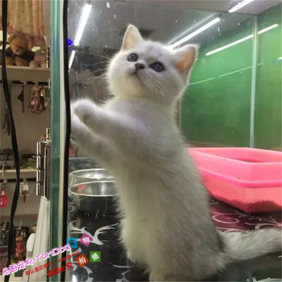纯种渐层立耳幼崽出售英国短毛猫