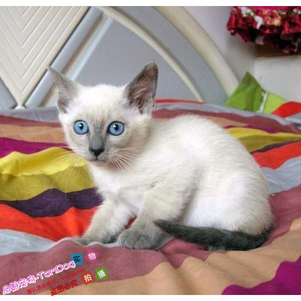 出售泰国暹罗猫幼猫活体宠物猫蓝眼睛暹罗猫纯种小猫幼猫重点色g,宠物/宠物食品及用品,猫咪,淘宝优惠券,粉丝福利购,淘宝优惠卷