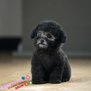 家养灰色纯种泰迪幼犬口袋茶杯贵宾幼犬灰泰迪幼犬活体宠物狗g