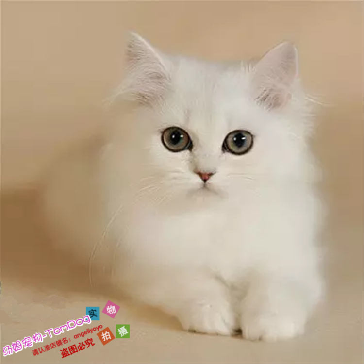 自家养金吉拉幼猫金吉拉猫纯种幼猫长毛猫纯种金吉拉宠物猫活体o