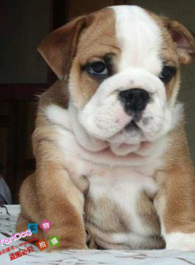 赛级家养逗人喜爱的英国斗牛犬幼犬活体宠物狗黄白英斗对称g