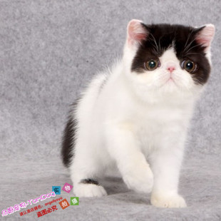 赛级黑白异国短毛猫加菲猫幼猫cfa猫舍猫咪宠物活体纯种家养g