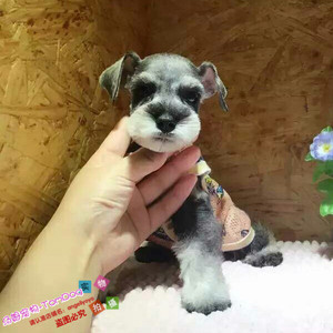 纯种雪纳瑞进口迷你雪纳瑞幼犬赛级雪纳瑞雪纳瑞幼犬宠物狗L3g