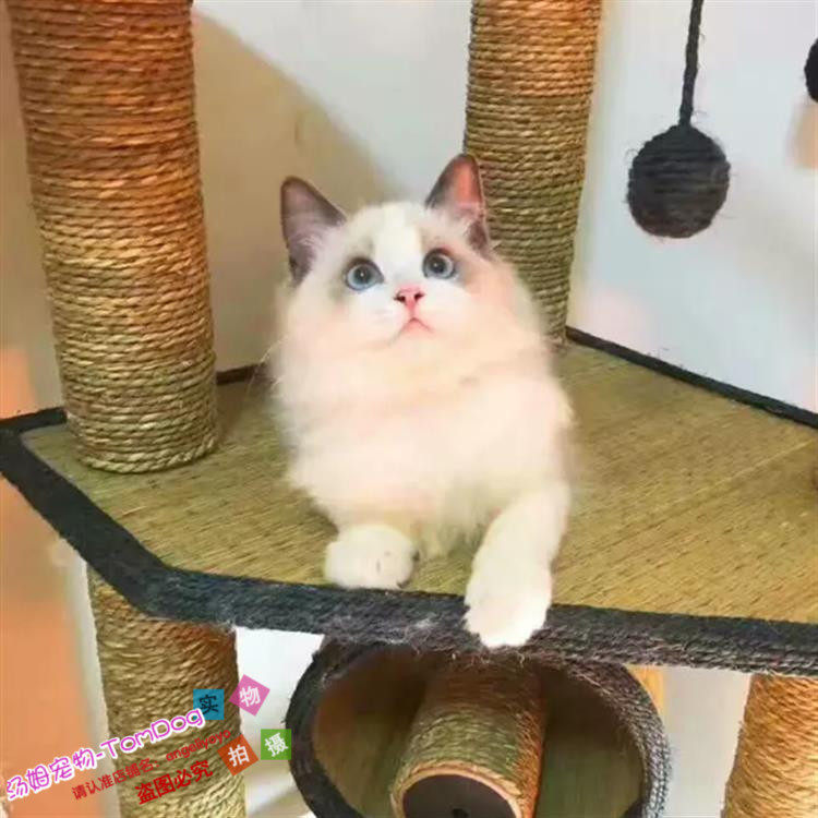 家庭猫舍出售小猫咪布偶猫纯种长毛猫活体幼仔幼猫家养布偶宠物g