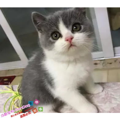 cfa猫舍出售活体英国短毛猫幼猫纯种英短蓝白双色幼猫宠物猫e