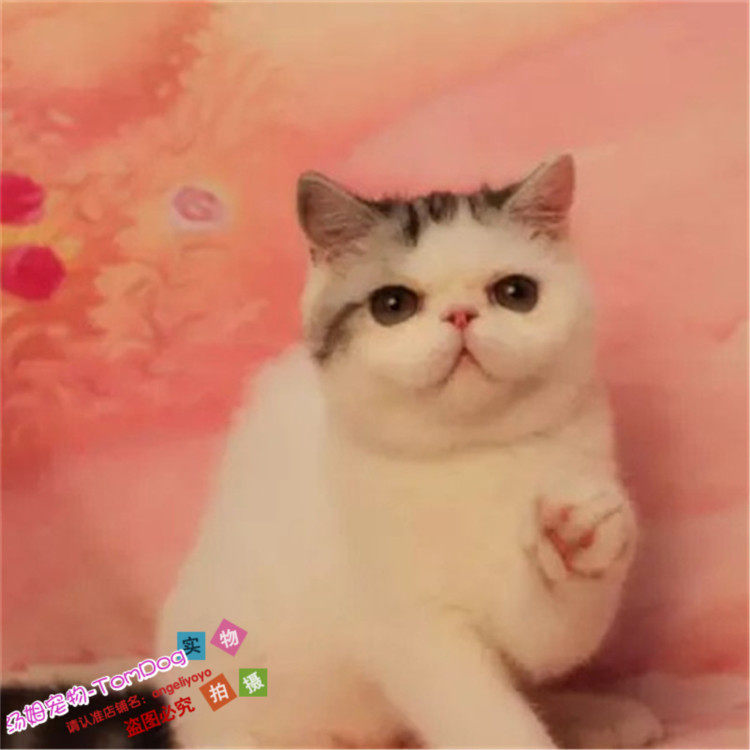 CFA注册猫舍出售纯种活体异国短毛猫幼猫加菲猫家养宠物猫g