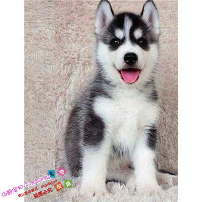 出售纯种蓝眼三把火哈士奇雪橇犬二哈活体宠物狗狗阿拉斯加幼犬8g