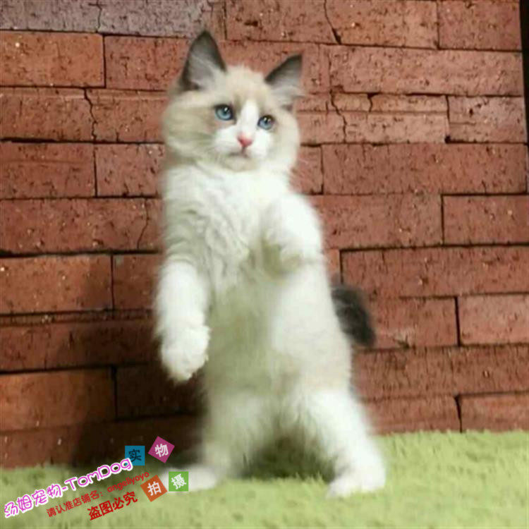 宠物活体小猫咪双色奶油色海豹色蓝眼布偶猫幼猫幼崽布偶猫包邮g