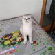 银渐层折耳猫银渐层活体猫纯种宠物猫立耳猫活体宠物猫幼猫g