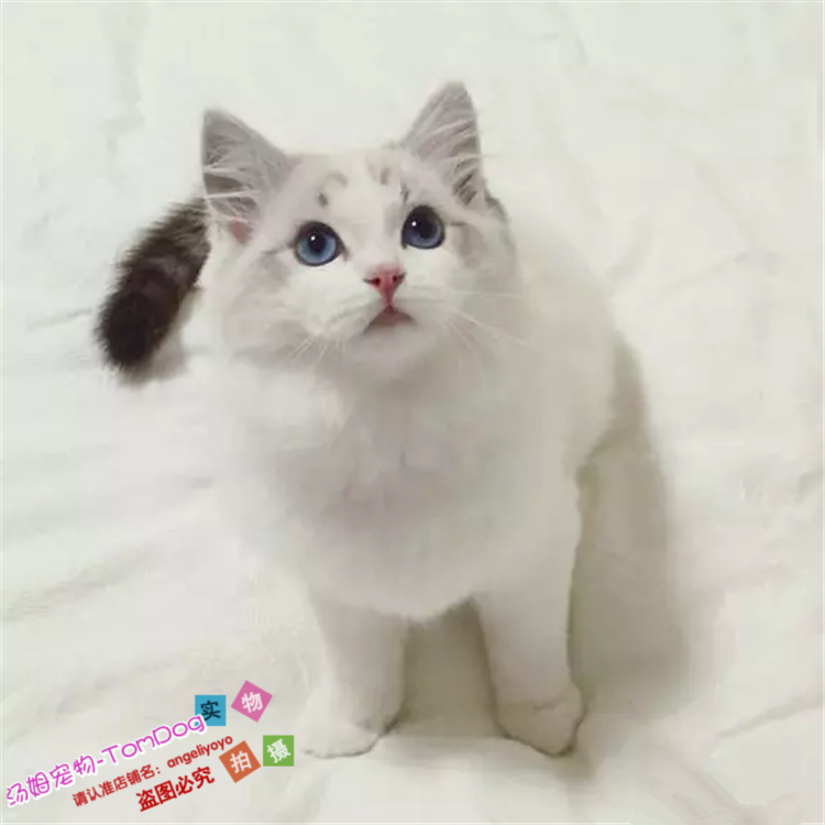 猫舍出售布偶猫活体幼猫宠物猫布偶猫海豹双色公母均有包邮g,宠物/宠物食品及用品,猫咪,淘宝优惠券,粉丝福利购,淘宝优惠卷
