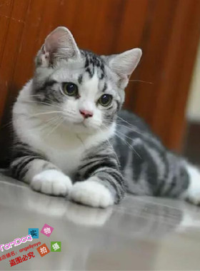 美短加白宠物猫美国短毛猫家养活体幼猫起司猫猫舍美短银虎斑g