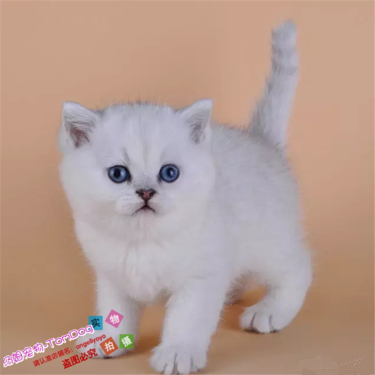 出售赛级英短银渐层纯种苏格兰折耳猫家养活体幼猫英国短毛猫g