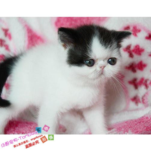 家养加菲猫宠物猫咪/异国短毛猫/家养纯种短毛幼猫活体黑白妹妹g,宠物/宠物食品及用品,猫咪,淘宝优惠券,粉丝福利购,淘宝优惠卷