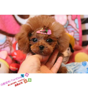 宠物活体泰迪狗狗幼犬小型家养泰迪犬幼犬宠物狗贵妇犬可上门g
