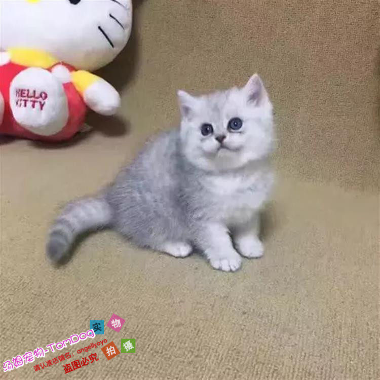 出售金吉拉幼猫长毛猫纯种家养银渐层绿眼宠物猫活体猫咪包健康g,宠物/宠物食品及用品,猫咪,淘宝优惠券,粉丝福利购,淘宝优惠卷