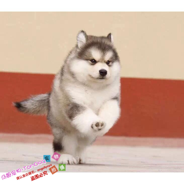 阿拉斯加幼犬纯种阿拉斯加犬樱桃脸阿拉斯加巨型阿拉斯加幼犬o