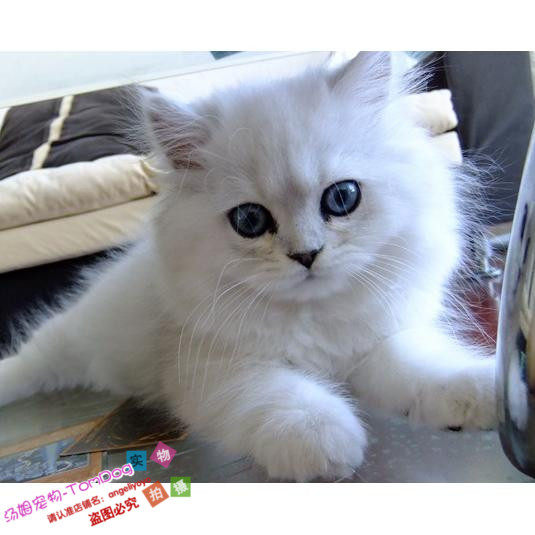 纯种金吉拉幼猫长毛猫纯种家养金吉拉绿眼宠物猫活体猫咪g,宠物/宠物食品及用品,猫咪,淘宝优惠券,粉丝福利购,淘宝优惠卷